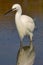 Little Egret, Salinas de Santa Pola Natural Park, Spain