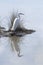 Little egret in the salt marshes near Venice