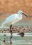 Little Egret searching feeding