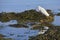 Little egret on seaweed