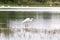 Little egret seeking for food