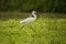 Little egret seeking for food