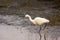 Little egret seeking for food near the water.