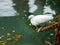 A little egret sitting on a rusty chain fishing