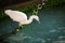 A little egret sitting on a rusty chain fishing