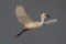 Little egret with spread wings catching fish, nature, Wild animal, bird, In motion