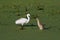 Little egret and squacco heron