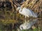 Little Egret Stalking Fish