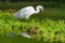 A Little Egret Stalking Prey