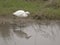 Little Egret stalking prey in the shallows.