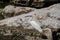 Little Egret Standing On Big Stone Near Waterside In Park,.