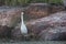Little egret standing tall