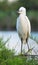 Little Egret standing on a tamarix branch