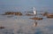 Little Egret stands on a coral reef in in Hikkaduwa, Sri Lanka