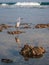 Little Egret stands on a coral reef in in Hikkaduwa, Sri Lanka