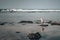 Little Egret stands on a coral reef in in Hikkaduwa, Sri Lanka