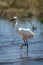 Little egret stands in shallows raising foot