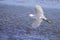 Little Egret take off from blue pond