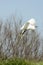 Little egret takes off at lagoon, Comacchio, Italy