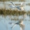 A Little Egret taking off from a reed bed