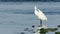 Little Egret trying to preen itself in strong wind