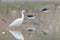 Little Egret wading in a pond with Black-winged Stilts