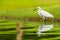 Little Egret wading in shallow pond finding food
