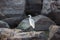 Little egret waiting for a prey