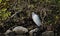 Little Egret Waiting on Rocks by the Water