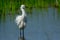 Little egret water bird