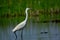 Little egret water bird