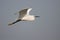 Little egret water bird flight