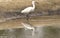 Little Egret on The Water with Rainforest as Center Position