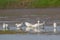 Little Egrets in Breeding Plumage