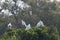 Little egrets and cattle egrets, Camargue, France