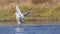 Little Egrets Fighting in Lake