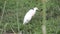 Little Egrets in Grassland