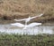 Little egrets taking off