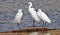 Little Egrets on waters edge