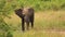 Little elephant playing and splash water from a puddle