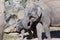 Little Elephant stands at rocks, elephant young.