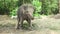 Little Elephant stock footage video