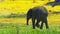 Little Elephant in the Wild, Savanna, Wildlife, Wild Nature, Africa, Wild Animal