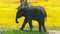Little Elephant in the Wild, Savanna, Wildlife, Wild Nature, Wild Animal, Africa