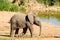 Little elephants, Addo elephants park, South Africa tourism. Wildlife photography
