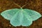 Little emerald moth (Jodis lactearia) from above