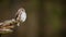 Little eurasian pygmy owl captured from profile while resting on the old stump