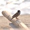 A little Eurasian Tree Sparrow