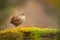 Little eurasian wren sitting on moss in autumn nature.