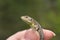 Little european lizard in female hand